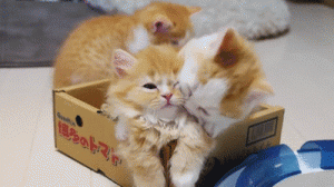 hugging cats